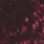 Quinacridone Deep Pink